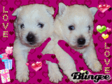 bb westie chy chy 12 février 2010