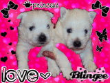bb westie chy chy 12 février 2010