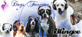 Dogs Forever