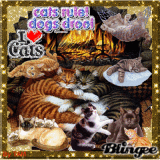 I Love Cats!!!