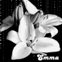 Black and White flower