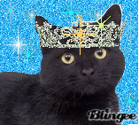 Bombay Cat