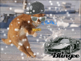 Gangster Cat