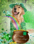 luck of the irish dog luck of the irish dog