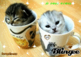 chatons chatons