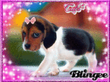 Puppy Puppy