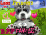 husky4everhddawg