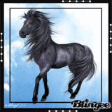 Black Horse ♥ LOVED♥