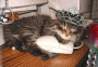 princes cat