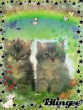 2lindos gatitos