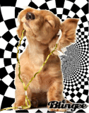 IPod Puppy