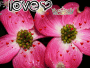 heart flowers