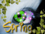 oeil du primtemps