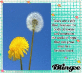 Tears are a Gift   (Postcard)