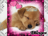 chien mimi