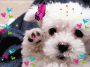 Cute puppy