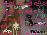 my dogs kody 16 kee-anna 5months and kozmo 4!!