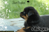 rott