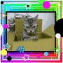 Crazy cat