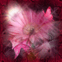 pink butterflies