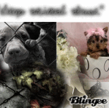 stop animal abuse!