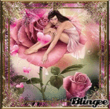 pink roses for the lady