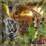 ♥ Africa ♥