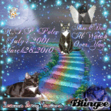 ♥♥♥RIP Polee The Cat♥♥♥