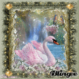 Le cygne rose