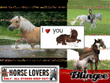 paarden