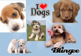 I LOVE DOGS!!!
