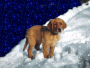 Chien dans la neige