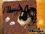 sandy mein hase