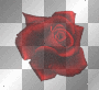 red rose