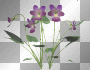 purple flower