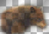 jacob black wolf ©dK