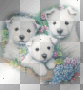cute puppies