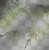 amon // summer background