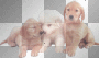 dogs