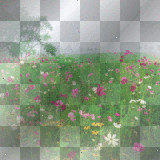 flower field