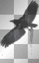 Bird Bird