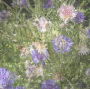 flowers +myates7