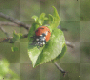 Coccinella!!