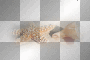 LATO SUMMER  TRANSPARENT DECO BEACH SHELL