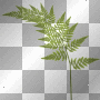 fern leaf fern leaf