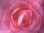 Camelia