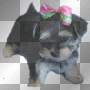 Cora chien