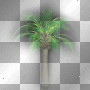 amon // palm tree