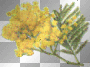 mimosa glitter