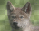 wolf pup
